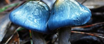 Elegant blue webcap mushroom