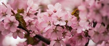 Pink Journal Aesthetics