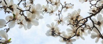 White Aesthetic - Blossoms