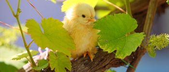 Yellow aesthetic - springtime